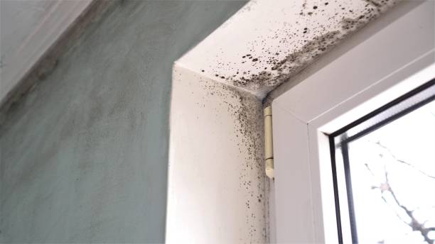Best Mold Prevention Services  in Oceano, CA