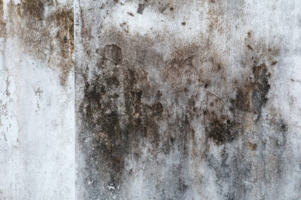 Best Real Estate Mold Inspection  in Oceano, CA