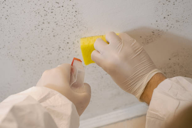 Best Environmental Consulting for Mold Prevention  in Oceano, CA