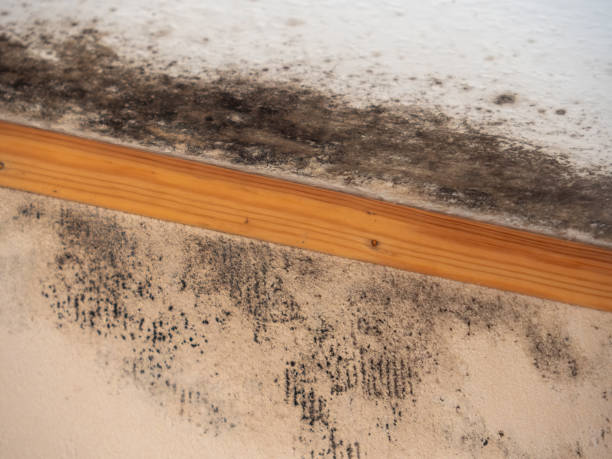 Best Comprehensive Air Testing for Mold Contaminants  in Oceano, CA