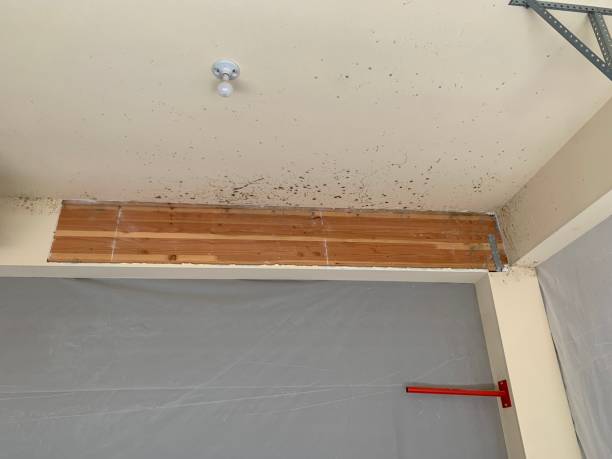 Mold Odor Removal Services in Oceano, CA