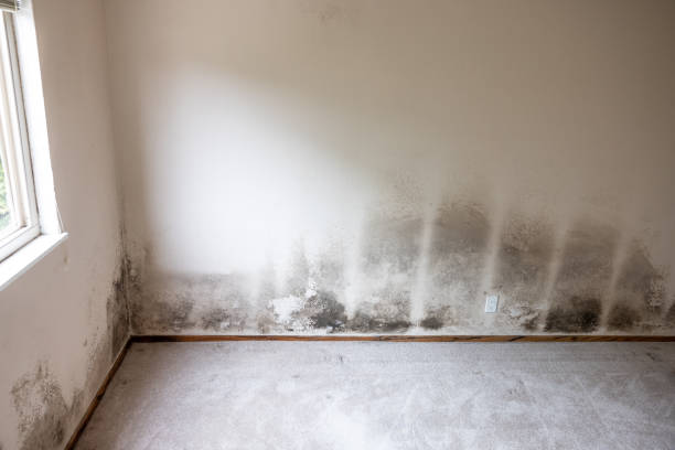 Best Air Quality Testing for Mold Spores  in Oceano, CA